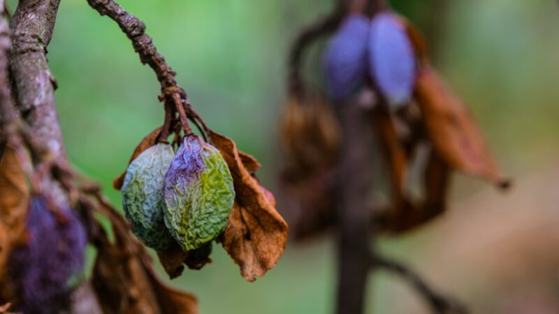 Photo Fruit preserves